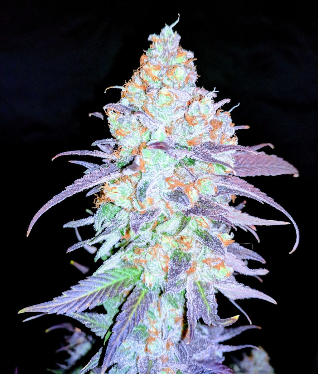 DudeGrows's tweet photo. Green Demon has got a colorful cut of Somango XXL. Looking dank! #dgcdank #dudegrows #dudegrowsshow https://t.co/lqtehQl5CH