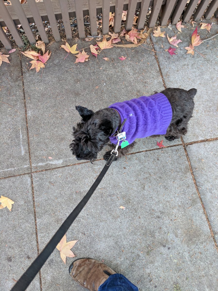 thebearded_lady's tweet photo. After forcing me to be outside for the last 10 minutes, now they are making me walk!?!? Any suggestions are appreciated. #alliwanttodoisjustpoopinside #isthattoomuchtoask #everyoneelsedoes #nowalk #stillhaventpooped https://t.co/JmjWV9TVFZ