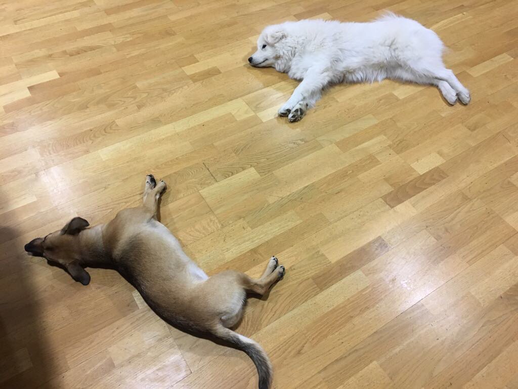 deepstreamHub's tweet photo. Hard day at the office today😅 #officedogs #deepstreamHub https://t.co/bNklZcc4Do