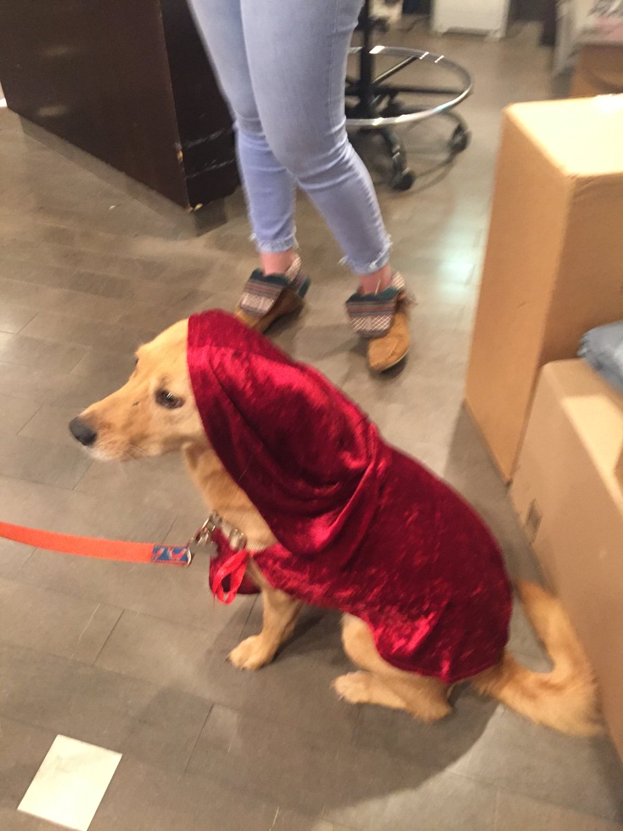 Baroo (@hello_baroo) on Twitter photo Fun was had by all at the Howl-o-ween bash <a href="/AVAVanNess/">AVA VanNess</a> Avalon Communities ! #BarooDC #PuppyParty #AVADC Fun was had by all at the Howl-o-ween bash <a href="/AVAVanNess/">AVA VanNess</a> Avalon Communities ! #BarooDC #PuppyParty #AVADC
