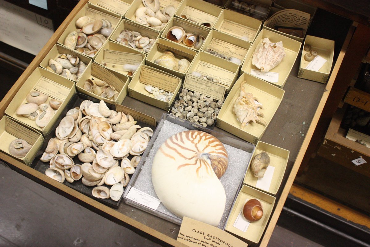 NatureMuseum's tweet photo. Today we’re taking part in @SDNHM #Unshelved chat & highlighting some pieces from our #malacology collection! #museumsrule #collectionscount https://t.co/fE5UDVSl5F