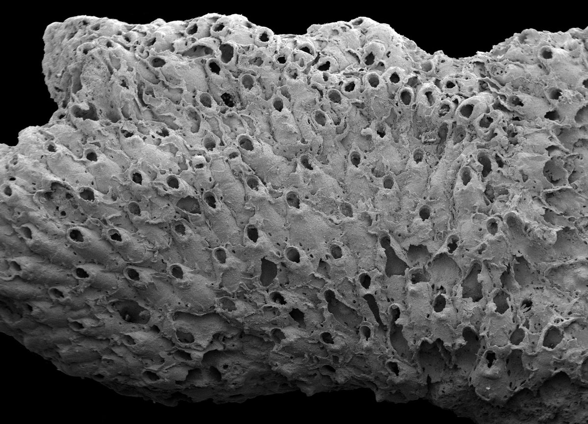 Bryozoa Evolution (@bryoevol) on Twitter photo Sexual polymorphism in cheilostome #Bryozoa first occurred in the Late Cretaceous: the example of Celleporella felderi Voigt & Hillmer, 1983 from the late Maastrichtian of the Netherlands. Holotype from the Voigt Collection <a href="/Senckenberg/">SENCKENBERG</a> (SMF 25100). #TaxonomyTuesday #BryoArt Sexual polymorphism in cheilostome #Bryozoa first occurred in the Late Cretaceous: the example of Celleporella felderi Voigt & Hillmer, 1983 from the late Maastrichtian of the Netherlands. Holotype from the Voigt Collection <a href="/Senckenberg/">SENCKENBERG</a> (SMF 25100). #TaxonomyTuesday #BryoArt