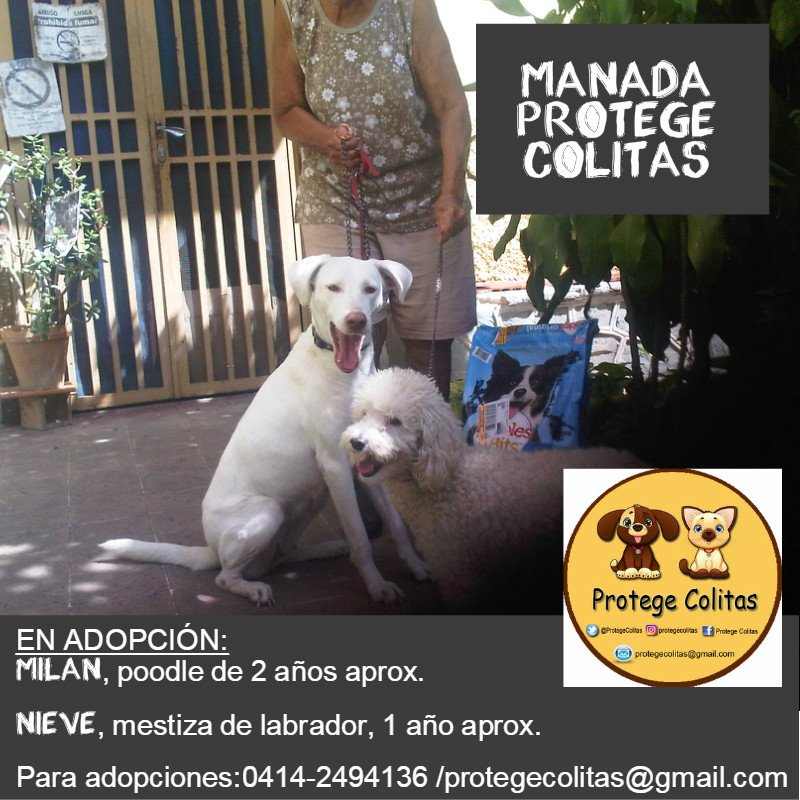 ProtegeColitas's tweet photo. #EnAdopción El pana #MILAN
Raza: Poodle
Edad: 2 año aprox.
Esterilizado, le encanta pasear,es muy activo, perfecto para apartamento, que sea única mascota.
Para adopciones: 0414-2494136 / correo: protegecolitas@gmail.com
#ManadaProtegeColitas #Caracas #AdoptaNoCompres https://t.co/dV4dTnN7BV
