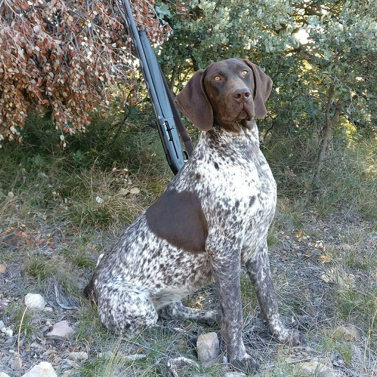 Alberto Martinez (@dogbrac) on Twitter photo 