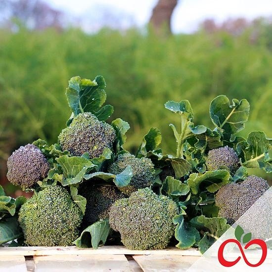 Foodando_Ita's tweet photo. Broccoli pugliesi biologici e genuini: di nuovo disponibili su Foodando! Scopri di più 👉 https://t.co/n1ycOK2dLh   #Foodando #Bari #verduradistagione https://t.co/EAnnPZ9Mde