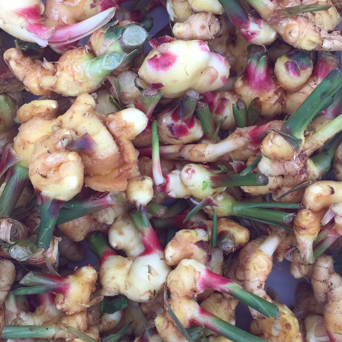 FamilyCookNYC's tweet photo. Young ginger! 💓If you’re used to beige knobs, you’ll be surprised at how pretty it can be. Fresh Ginger is less fibrous, so it’s easier to slice, and it smells AMAZING! Our #teenbattlechef program uses fun ingredients to spice up our recipes! Details: https://t.co/JYf1U1bxdS https://t.co/xmZr7mY2th