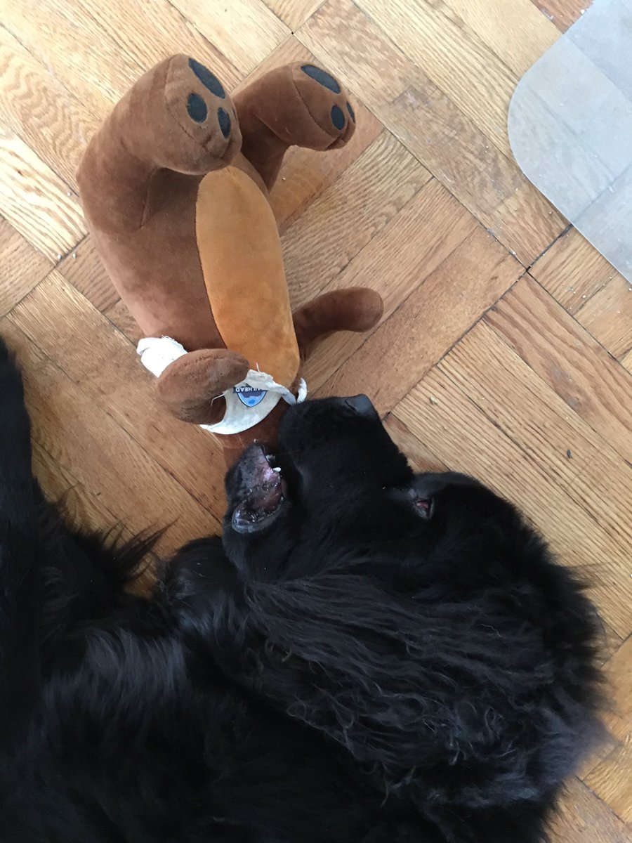 kestryl__c's tweet photo. I'd caption this, but I just can't bear it. #DF17 #WheresCodey https://t.co/Mi7O1Ry2E5