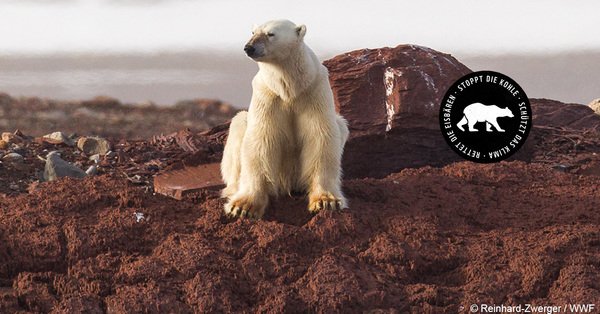 vibari271's tweet image. Kanzlerin Merkel, handeln Sie jetzt: Stoppen Sie die Kohle, schützen Sie Klima und Eisbären! #kohlefrei thndr.me/02fLSK