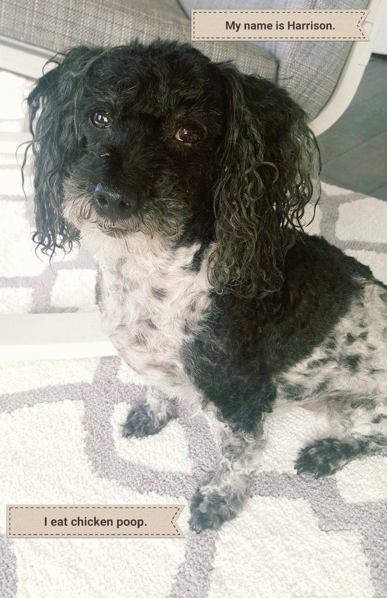 Vancer99's tweet image. #TuesdayThoughts He is shameless, but I still #love him.