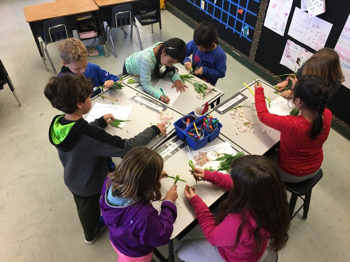 CruzinInKinder's tweet photo. Third grade scientists operating on Peruvian Lilies to learn more about plants and flowers @NUSDteach @LomaVerdeBears @MysterySci https://t.co/rjnWd8poMj