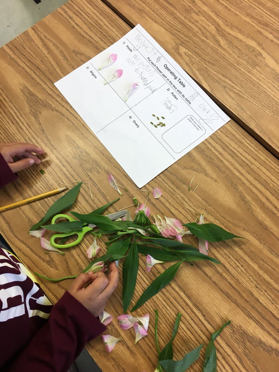 CruzinInKinder's tweet photo. Third grade scientists operating on Peruvian Lilies to learn more about plants and flowers @NUSDteach @LomaVerdeBears @MysterySci https://t.co/rjnWd8poMj