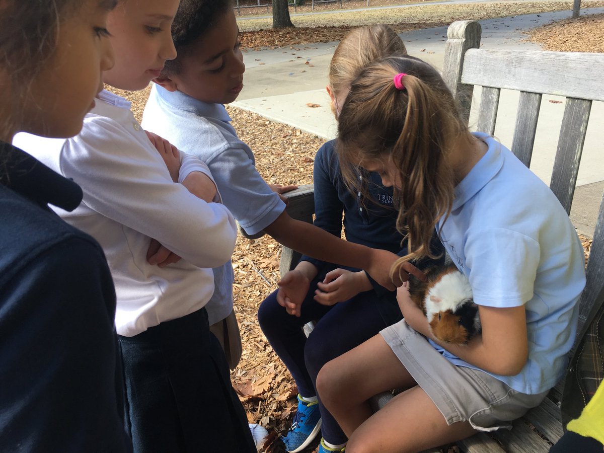 Mario the guinea pig enjoys some fresh air and friendship on this sunny November afternoon. #trinitylearns #ilovemyschool