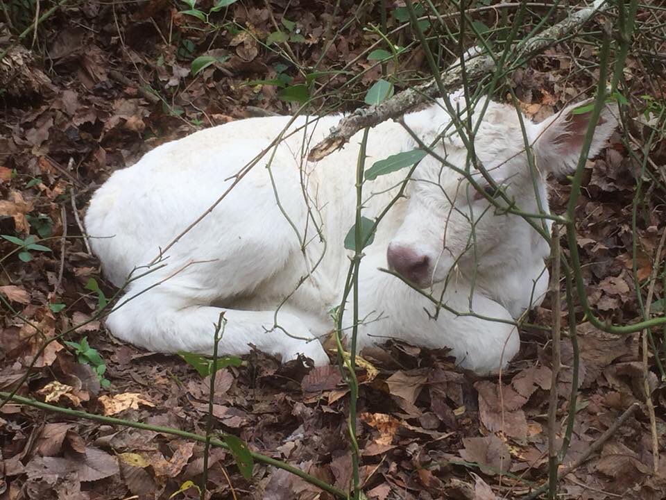 ALegacyGenetics's tweet photo. White is the new Black #WhiteAngus #AngusBlanco @ALegacyGenetics https://t.co/hA0M3YcvMO