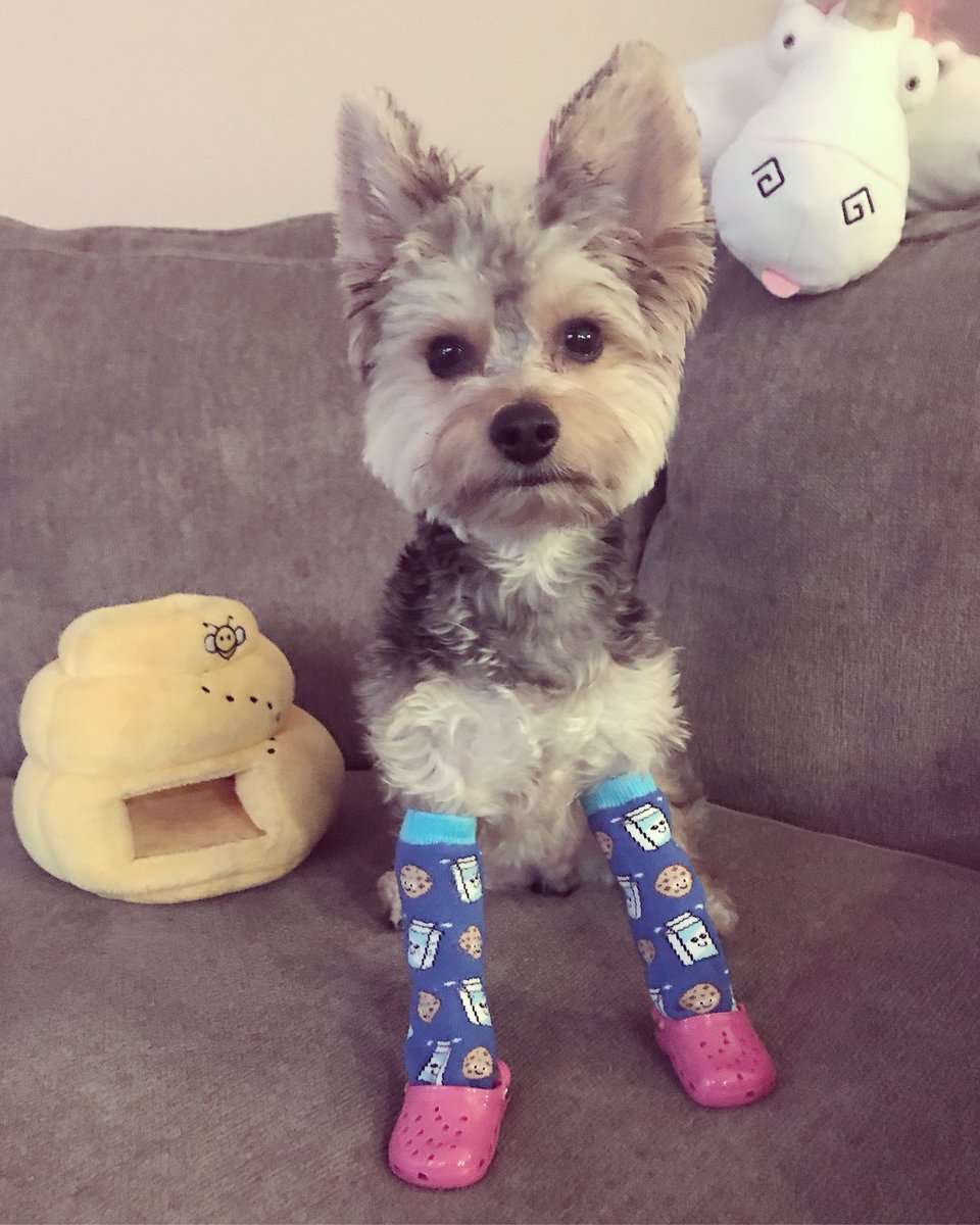 Wicket The Morkie tweet media