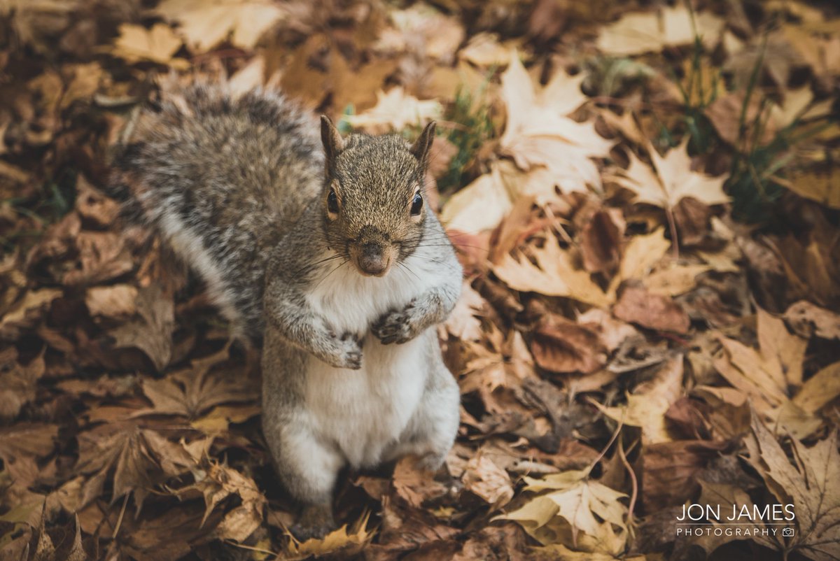 JonJamesPhotography 🏴󠁧󠁢󠁷󠁬󠁳󠁿 tweet media