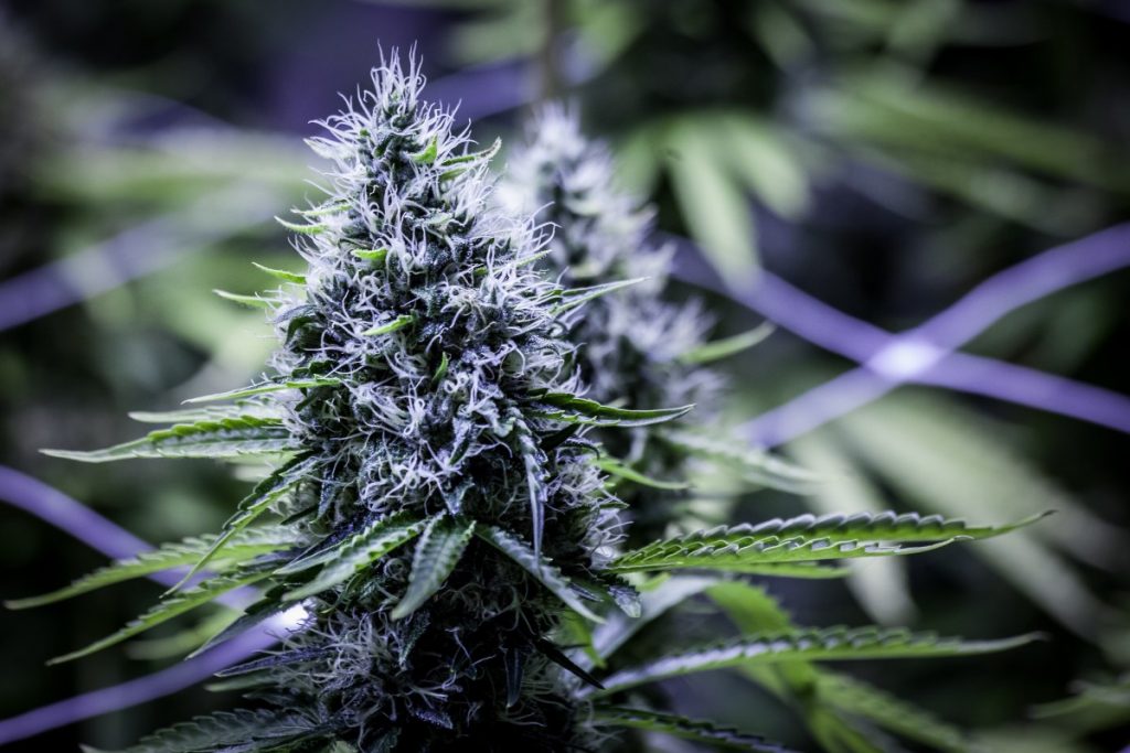 TheLoudBank's tweet photo. No seeds, no sticks, no stems, no hangover.💯
#justgoodbud
#blazeup 🔥🔥🔥#stonerfam https://t.co/2xsrf47MuM