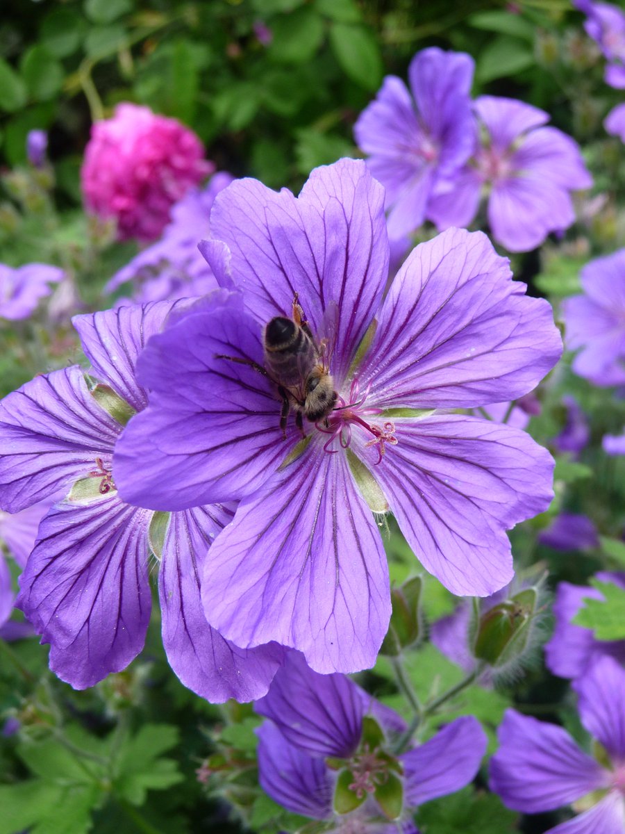 NaturalBeeTrust's tweet photo. Is it time to be wary of Gove's #beesaving promises? #stunt?https://t.co/bxJ8MYACmh https://t.co/AcLdsCQk8d
