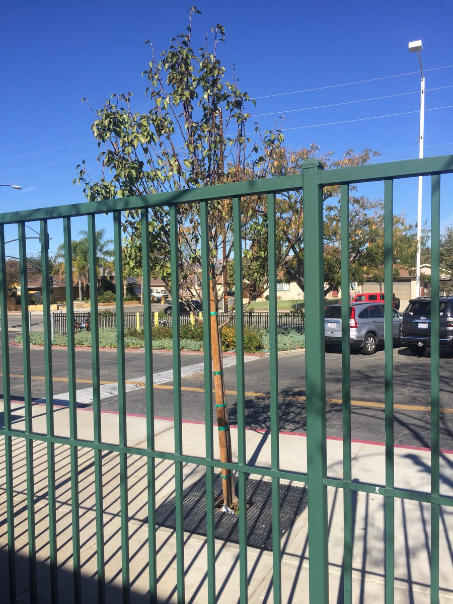 RoyalTreeFace's tweet image. Freshman.