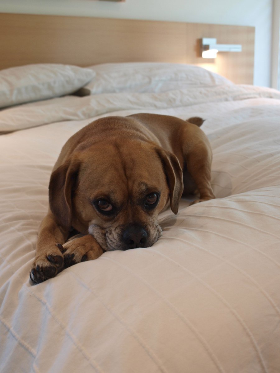 Cooper is the real brains behind all of our designs. #dog #pets #love #animal #animalperson #family #mixed #sadpanda #creative #dogday