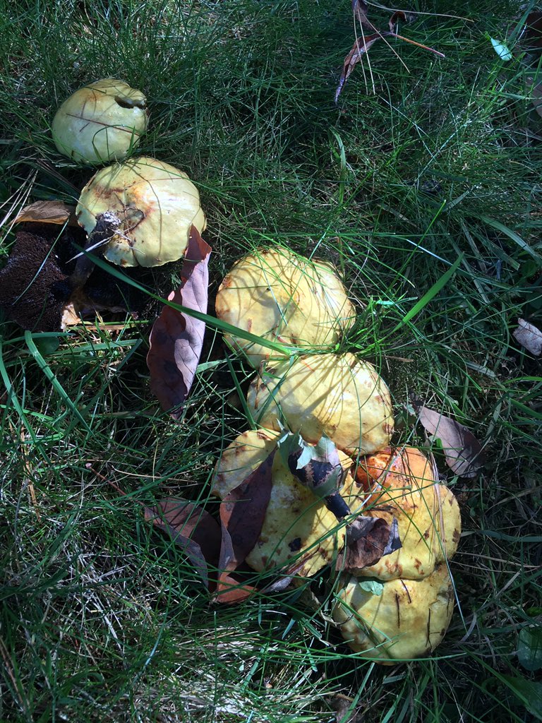 Mush Shroom tweet media