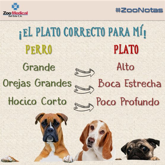 ZOOMEDICAL's tweet photo. En #ZooNotas te traemos #consejos para elegir el #plato adecuado para tu perro #tipsperrunos #tips #alimentacion #comida 🐕🐶🐾🍚🍛🍵 #FelizMartes #14Nov https://t.co/zvWksyPmW5