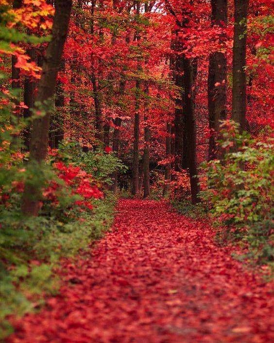 Tayyabazworld's tweet photo. Can not take my eyes off this image😍😍 A Kentucky trail in the fall 🍂🍁
.
.
.
#fall #fallusa #fallisintheair #fallhues #fallislovely #usa #kentucky #tayyabazworld https://t.co/LxUiO3C4eU