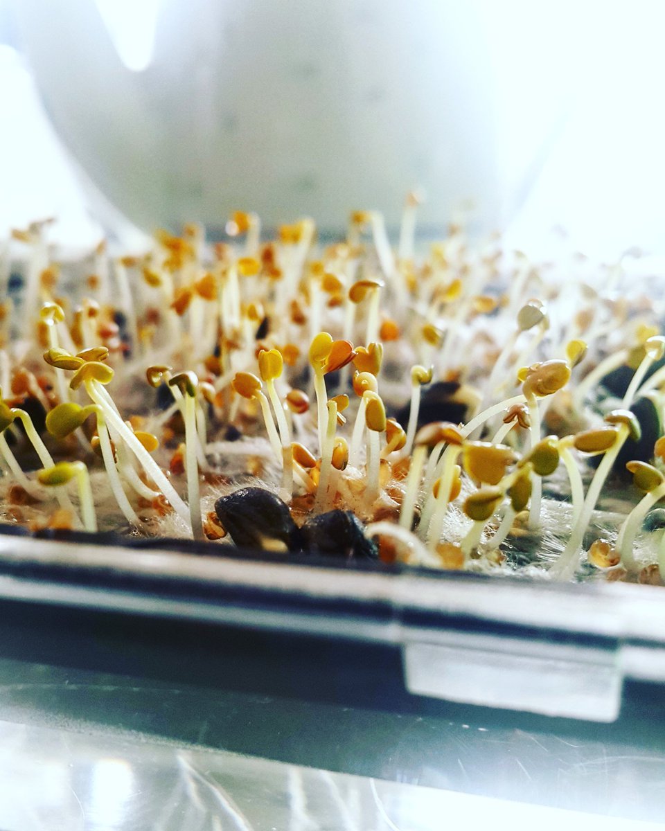chamfy's tweet photo. Peak #dreamflat, Jess is growing microgreens! #wellingtonnz https://t.co/saHCuL1UxF