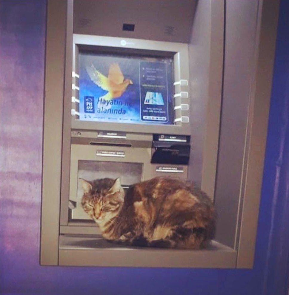 Misafirimiz var:) 🐈#PTTATM