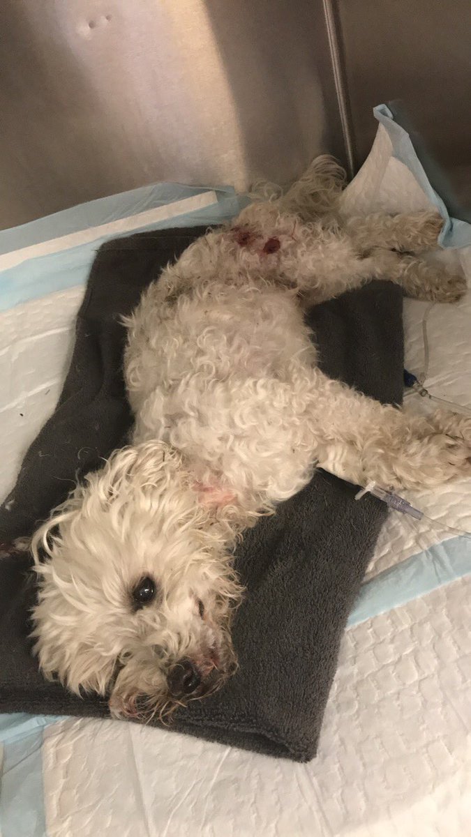 chyennegrey's tweet photo. This dog was mauled right in front of my house. He’s getting help at 8615 Potranco Road. He was wearing this blue collar and a Halloween jersey. His microchip wasn’t registered and needs his family! RT TO HELP SAVE HIS LIFE AND FIND HIS PARENTS! https://t.co/yjxxz8Zg7Z