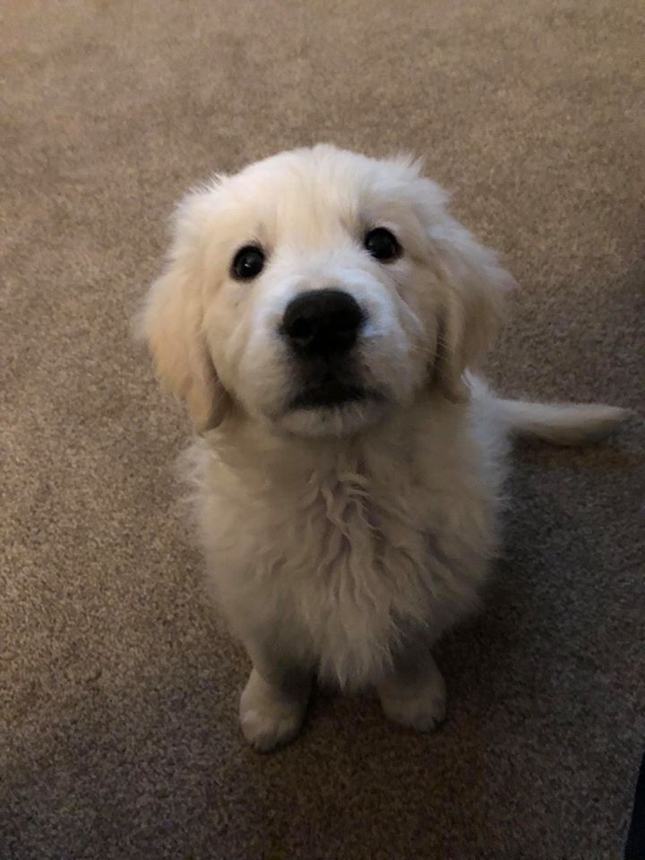 LastTuesdayProj's tweet photo. Introducing the newest member of the Last Tuesday team, Monty #podcastpupper https://t.co/YiwnBF5k4B