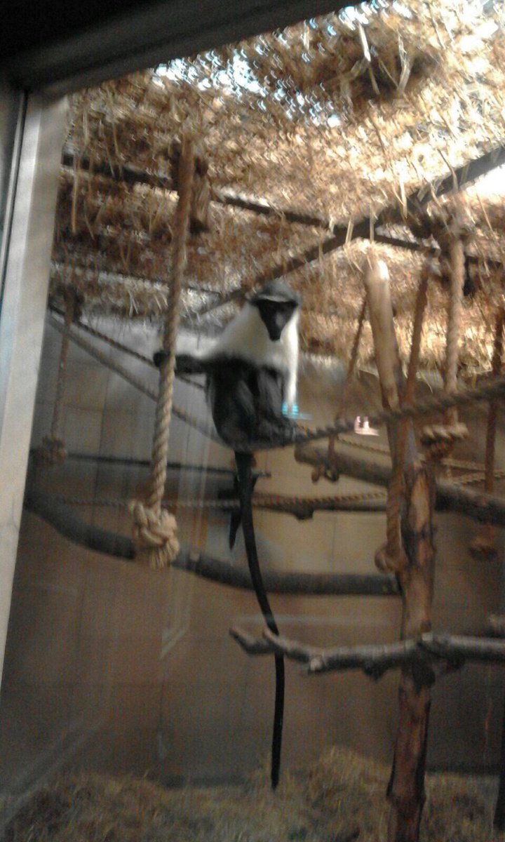 BarrheadModLang's tweet photo. Some photos from Spanish Clubs trip to Edinburgh Zoo last week! #bitlate https://t.co/XdNBEudQ6S