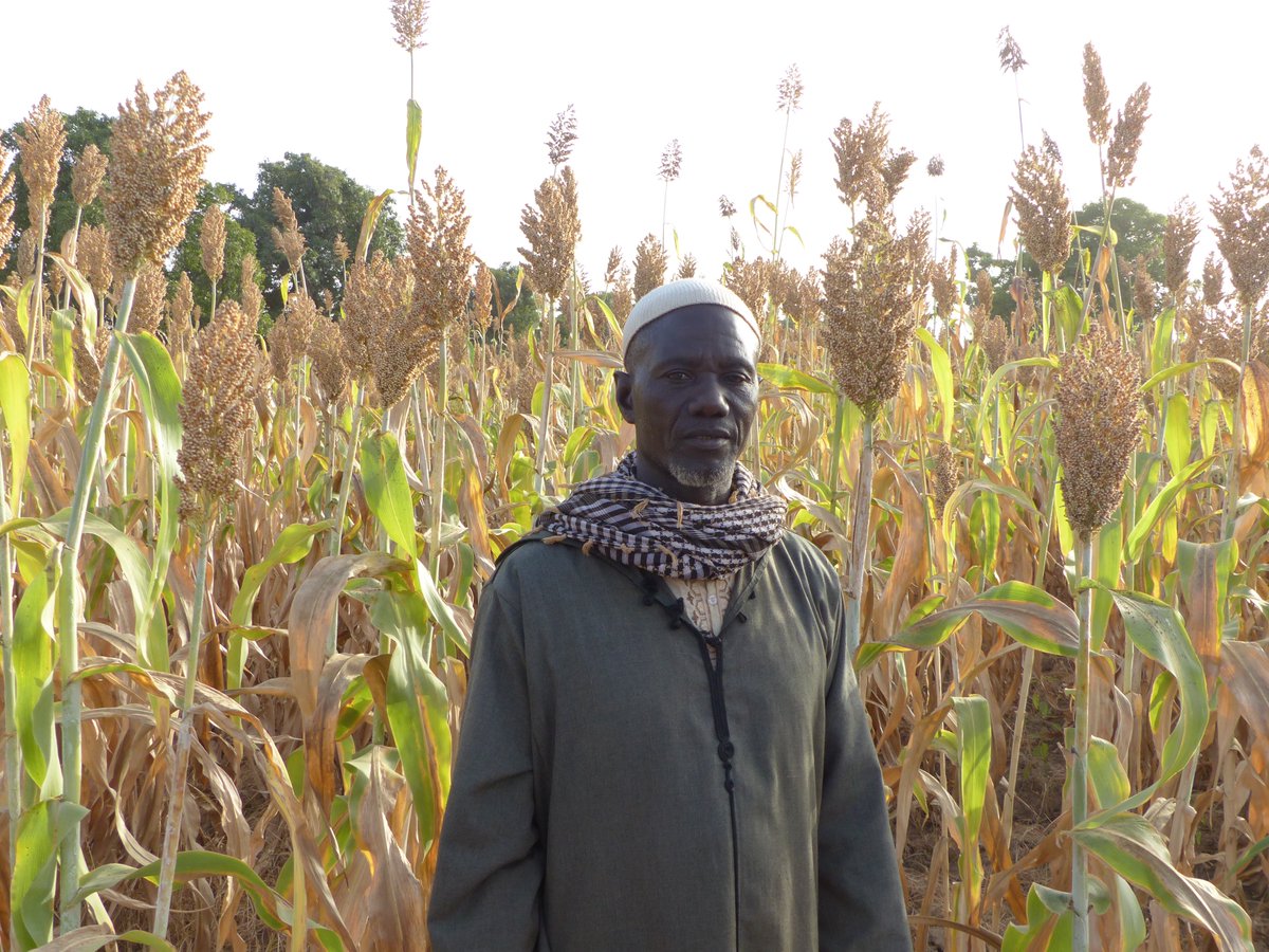 ICRISAT_HOPE's tweet photo. Visit of field activities undertaken by (USCPMD) a farmers’cooperative in the village of Bougoula 2 in the commune of Diedougou about 230 km Bamako in south-western Mali. Here it is Tiandougou coura (an improved sorghum variety) that is much appreciated by farmers
#HopeIIProject https://t.co/q1xWCWUp1s