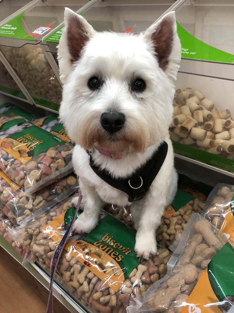 WaggyTales1 tweet picture
