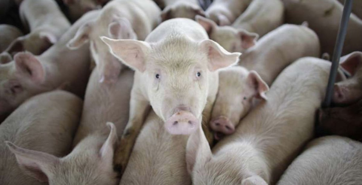 fmlappe's tweet photo. Livestock production contributes nearly 15% of greenhouse gas emissions, a new report for @IATP &amp; GRAIN finds. At #COP23 big dairy and meat companies will try to spin a different story! https://t.co/lngwhw8Rzp https://t.co/2jTaFwAaS4