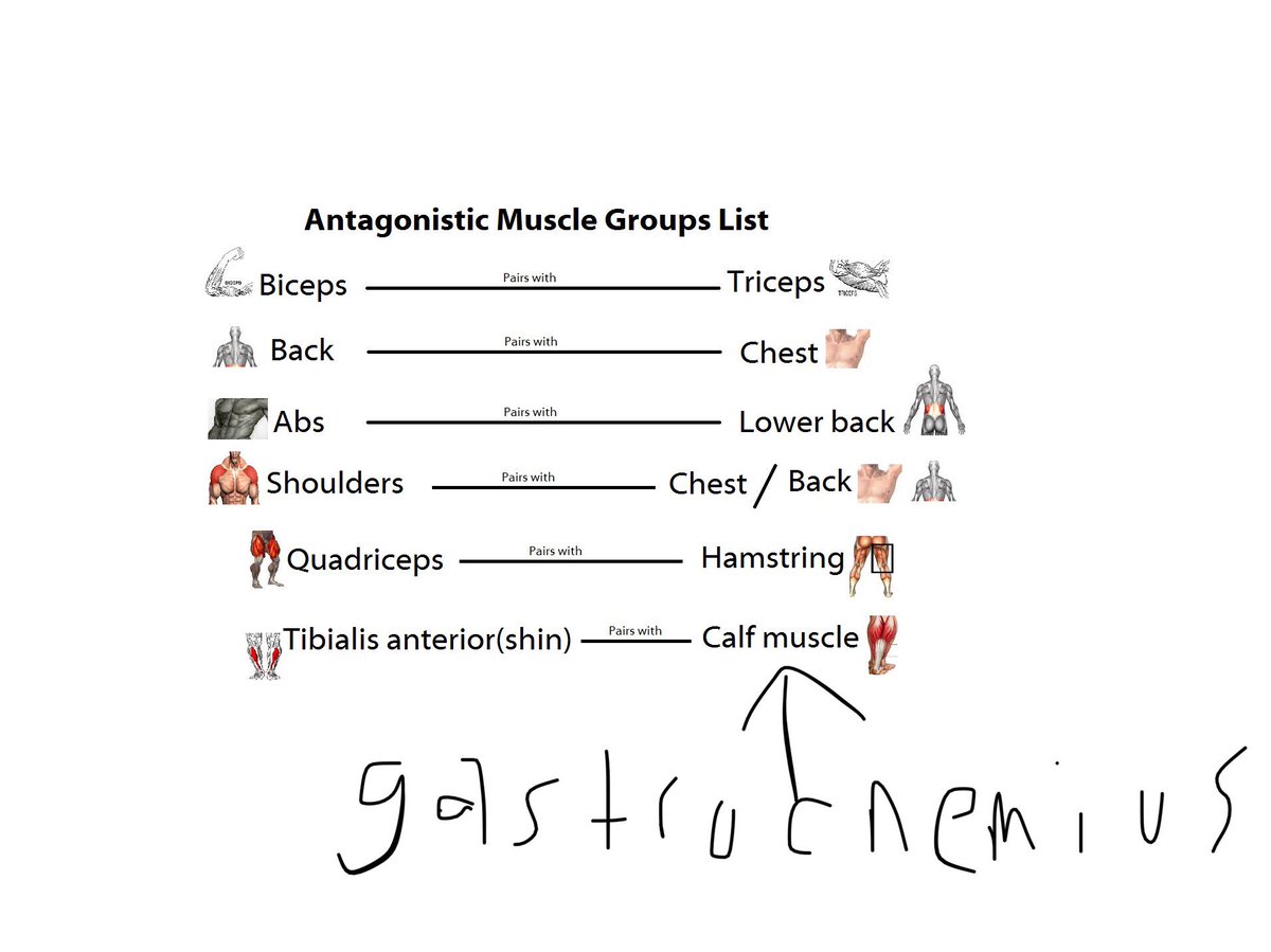 StPaulsRCHighPE's tweet image. Revision in a minute...... page 4 #musculoskeletalsystem @StPaulsRCHigh