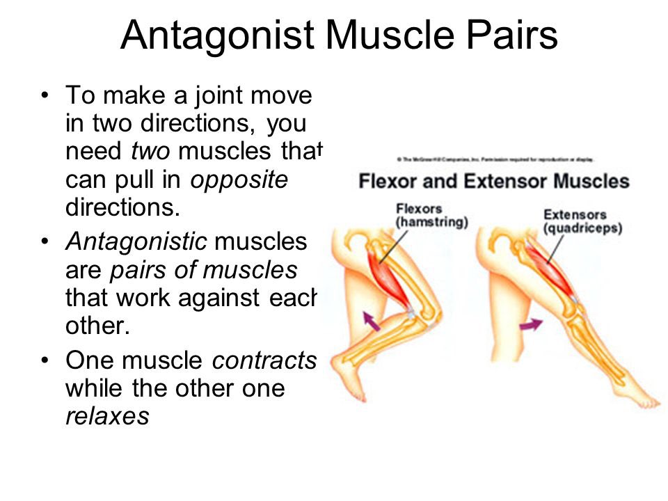 StPaulsRCHighPE's tweet image. Revision in a minute...... page 4 #musculoskeletalsystem @StPaulsRCHigh