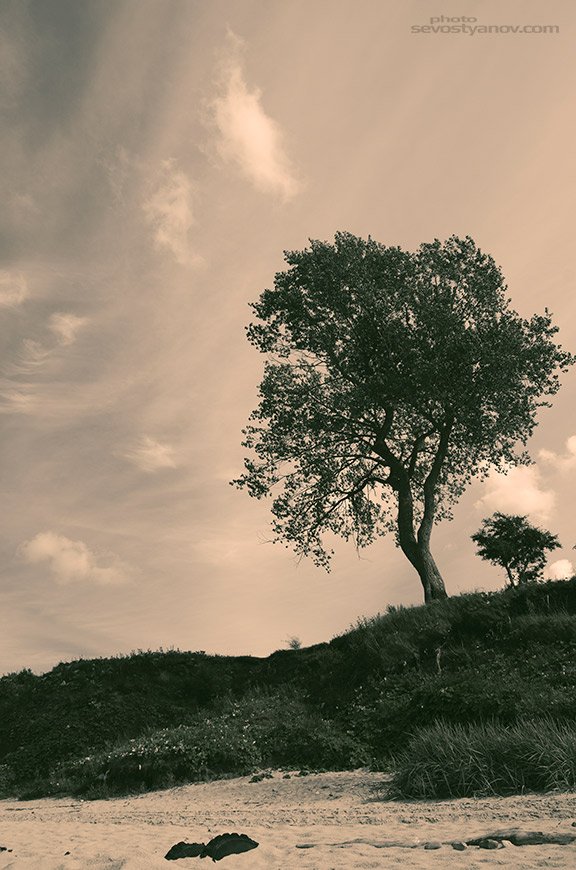 cinema4design's tweet photo. Tree
From "Lith Style" photo prints collection.
#tree #treephoto #treeprints #monochrome #landscape
https://t.co/Mb1pe2gH0V https://t.co/jCHeuS3qzi