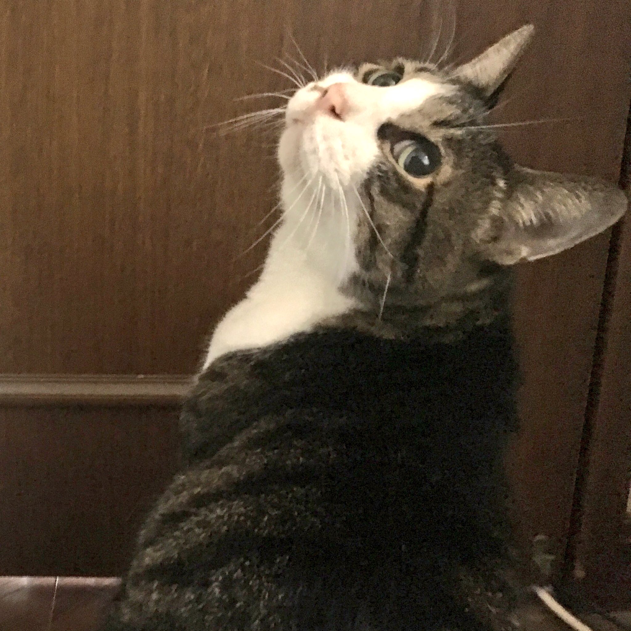 猫びより 朝食後 朝4時 たまに私の部屋の前で野太く鳴くのは何故だろう 不定期開催 早朝目覚まし ワーオン 早く起きろ お猫様 朝強すぎる はなくそ君 猫びより 猫 ねこ Cat 編集ま T Co Hw4njiedpe Twitter