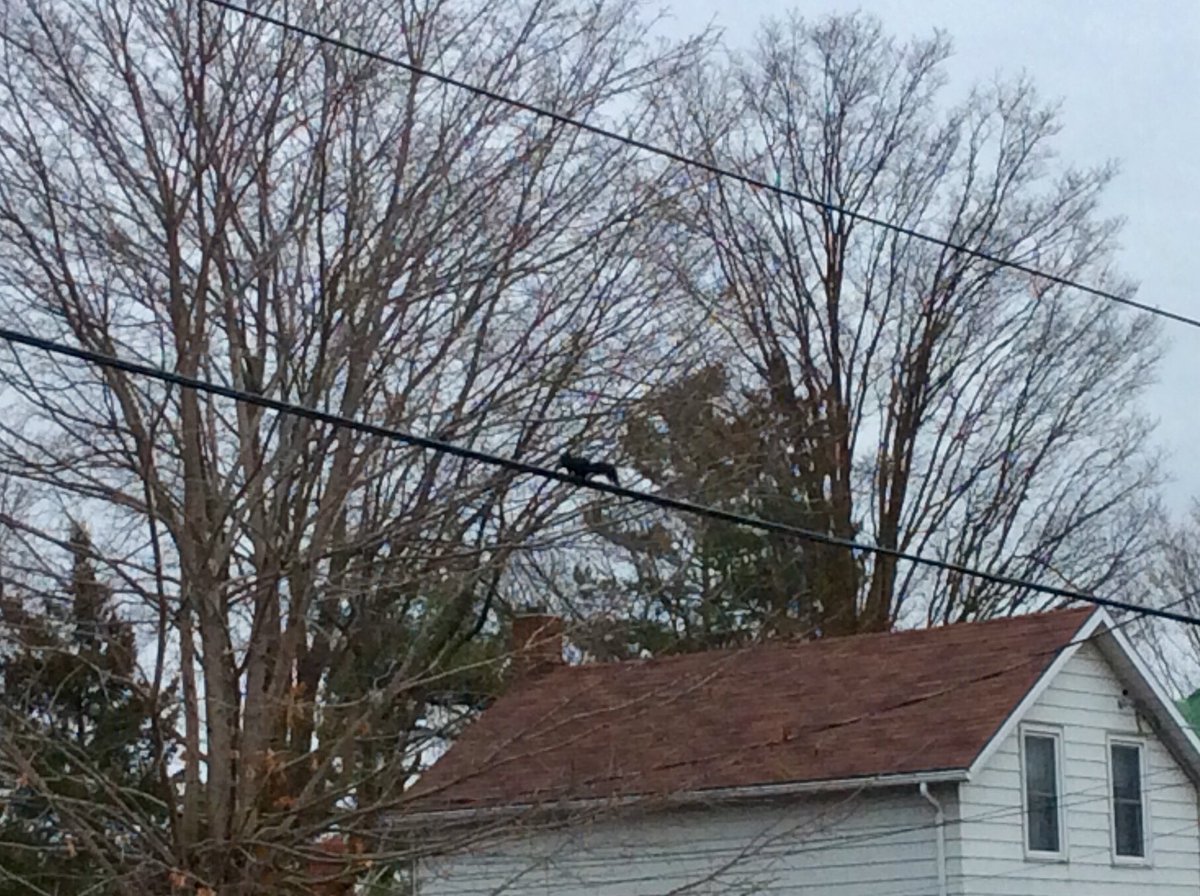 MrsSarahCassidy's tweet image. Ss noticed all the animals in our community. Also wondered how that squirrel got on the wire, balanced on it, a didn’t get shocked!? #TravelingTuesday @alcdsb_cart @ALCDSB