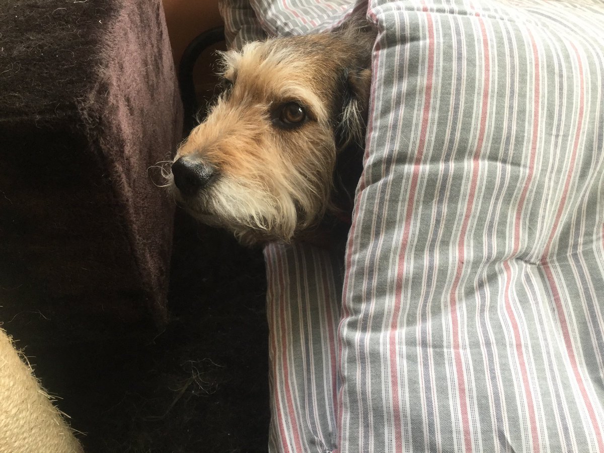 I put myself to bed INSIDE the #bigdogbed today.
