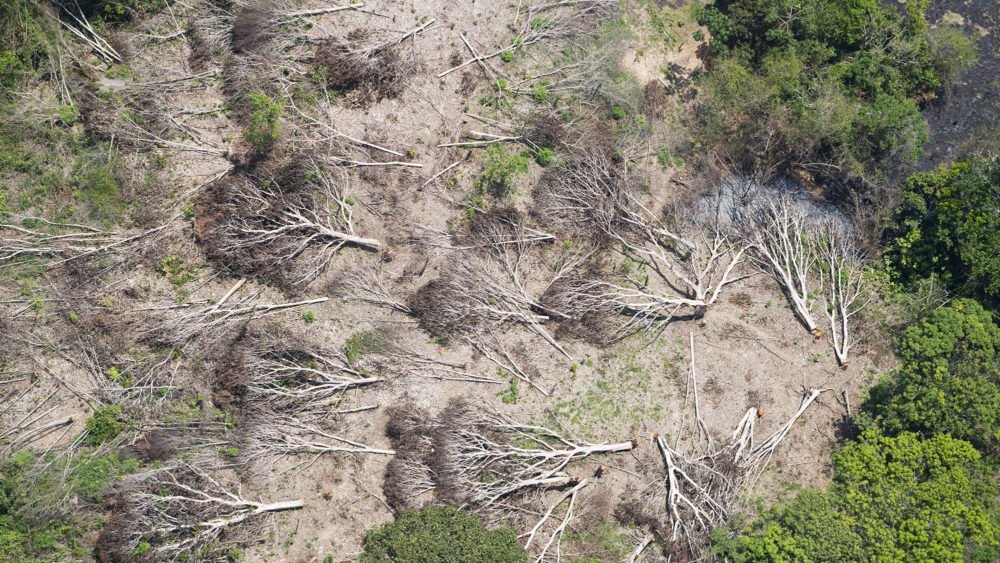 SalvemosGuayana's tweet photo. Mientras la mayoría del país apenas comienza a trabajar, en nuestra Guayana las motosierras llevan ya 3 horas destruyendo los bosques para abrirle paso a las #MineriaIlegal #ecocidio #SalvemoGuayana #conciencia2017 #Guayana https://t.co/fIfvoIEQpV