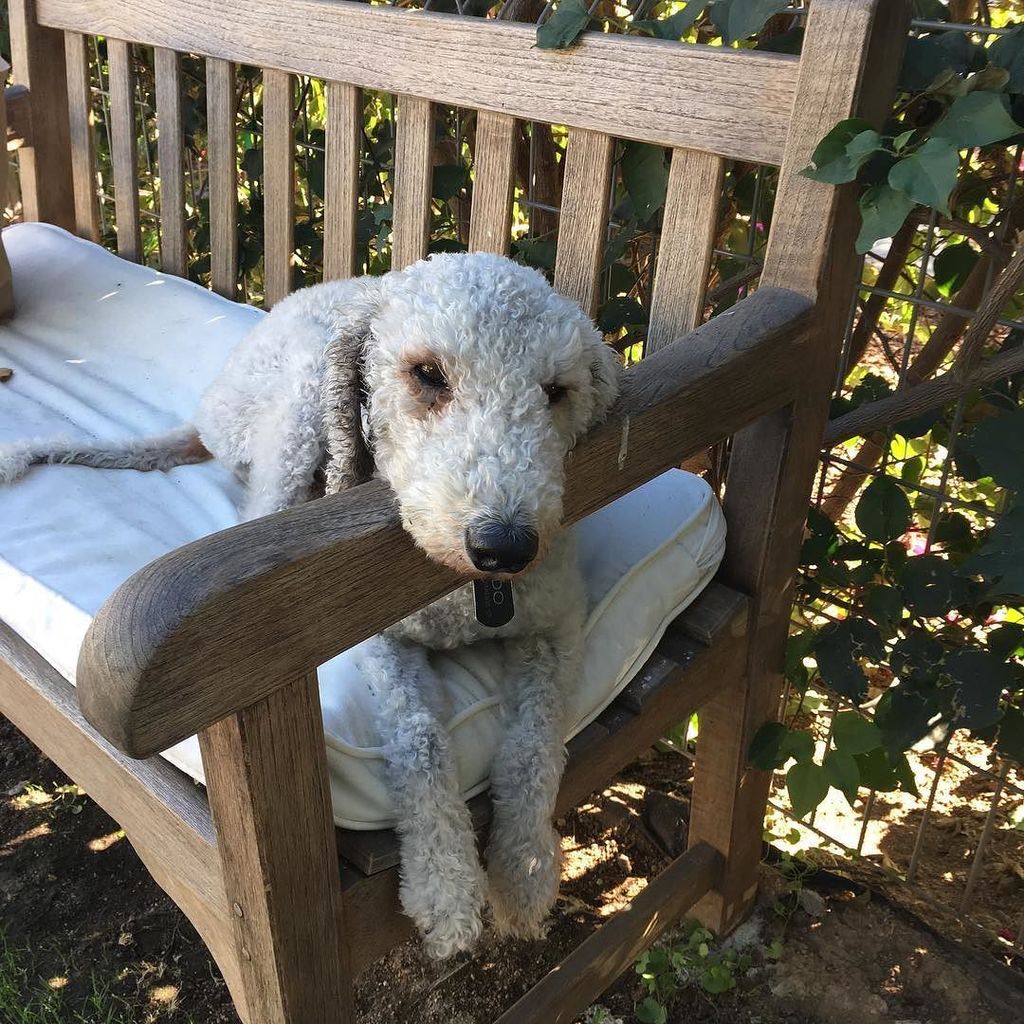 claydoyle's tweet photo. Fido, extra cute #fidoofsunsetdrive #bedlingtonterrier #bedlingtonsofinstagram #베들링턴테리어 #doylelogan  #instagramdog… https://t.co/lCmRmlXZuv https://t.co/AbqerW16LZ