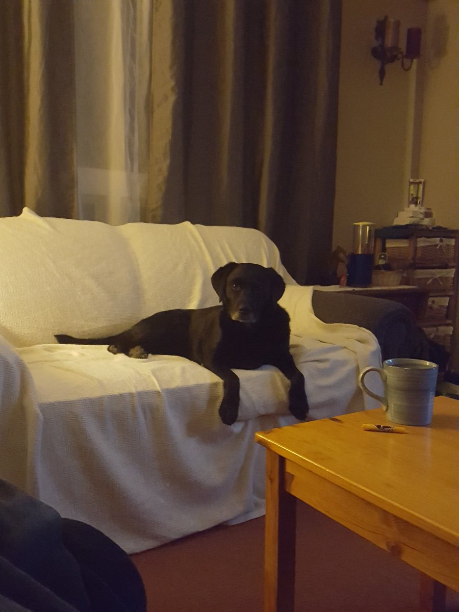 susiegwood's tweet photo. @EASTCOASTLIFEST Eileen, she is missing her back right paw. https://t.co/yZgxpG0MqT
