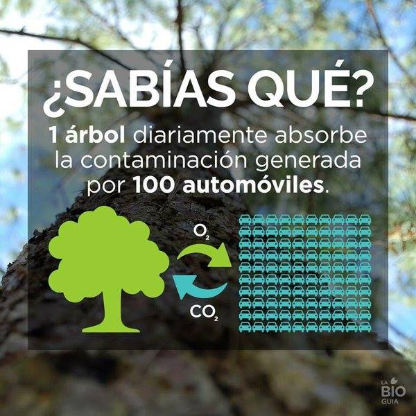 Ecogranjero's tweet photo. Los árboles tienen un valor incalculable. Protegen el suelo, son hogar de distintas especies animales y a nosotros nos aportan muchos beneficios saludables https://t.co/v9wUFTvi47