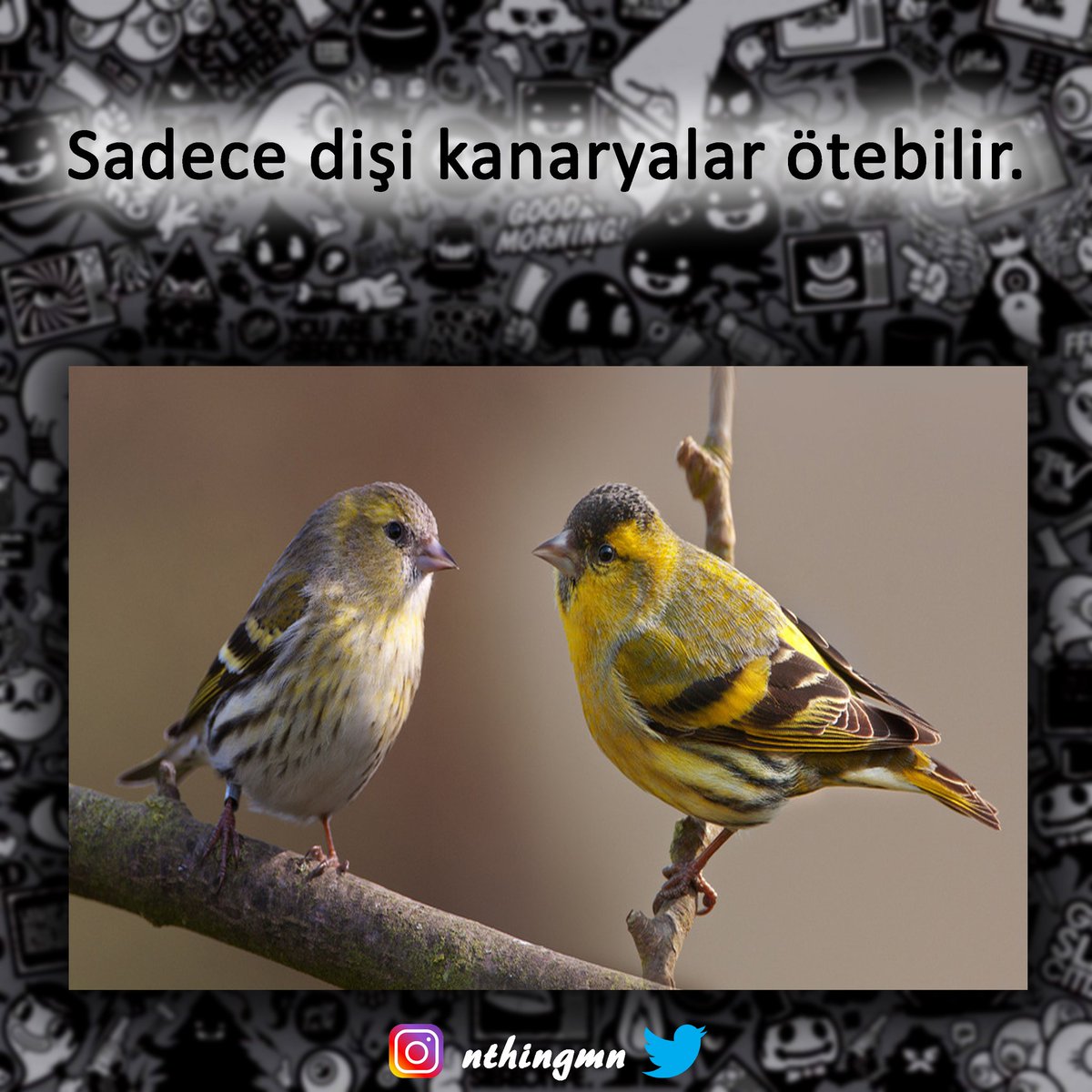 NthingMn's tweet photo. https://t.co/HSLNL3Xrv9