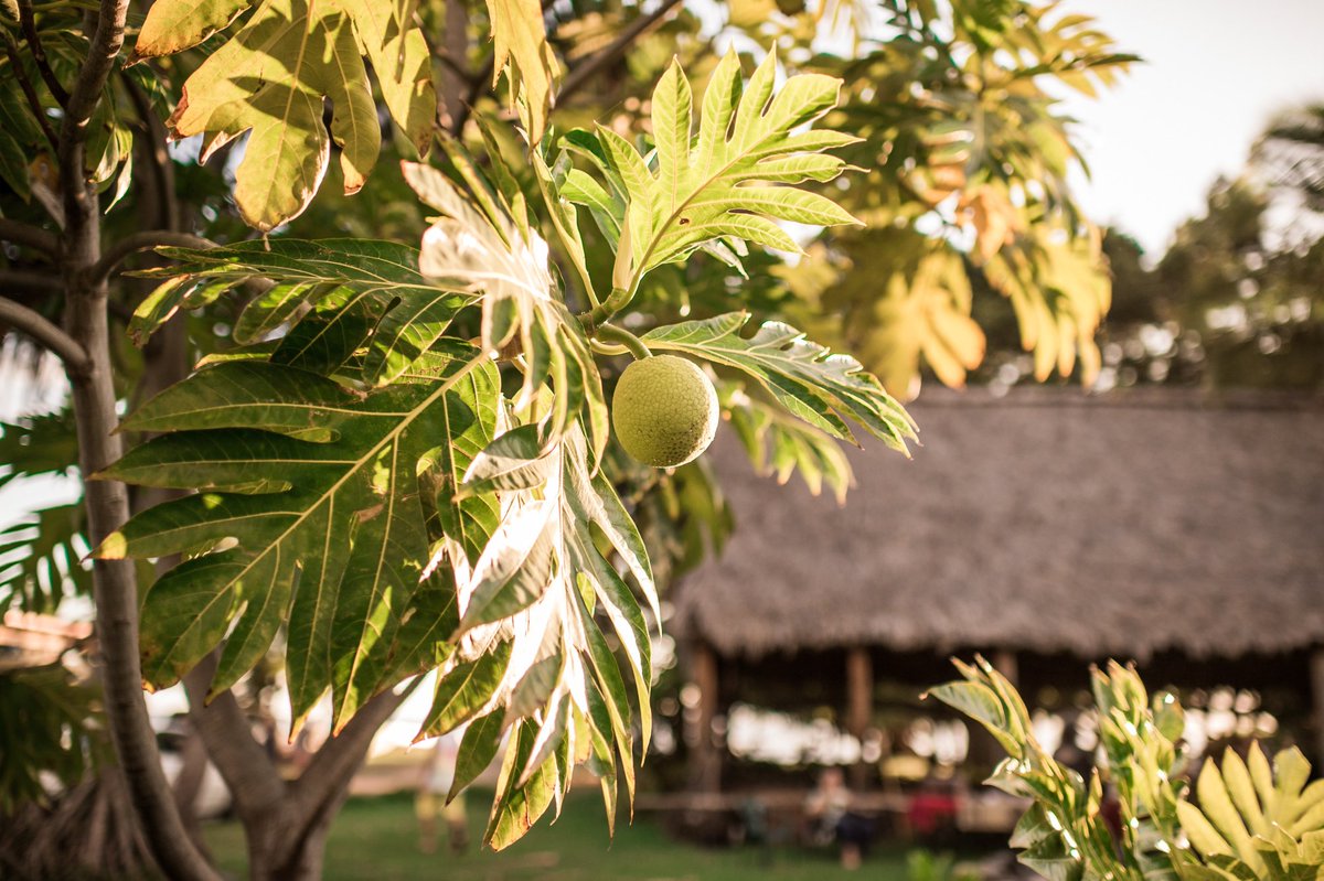 Did you know that #Lahaina has 65 #historic sites in one sq mi? Join our Lahaina History &amp; #Hawaiian Culture tour to hear stories &amp; chants and see its hidden side #TravelTuesday #MauiNei