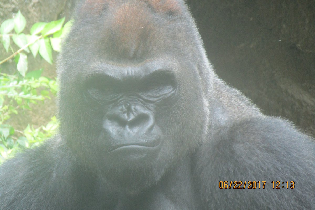 Caroline Huffman tweet media