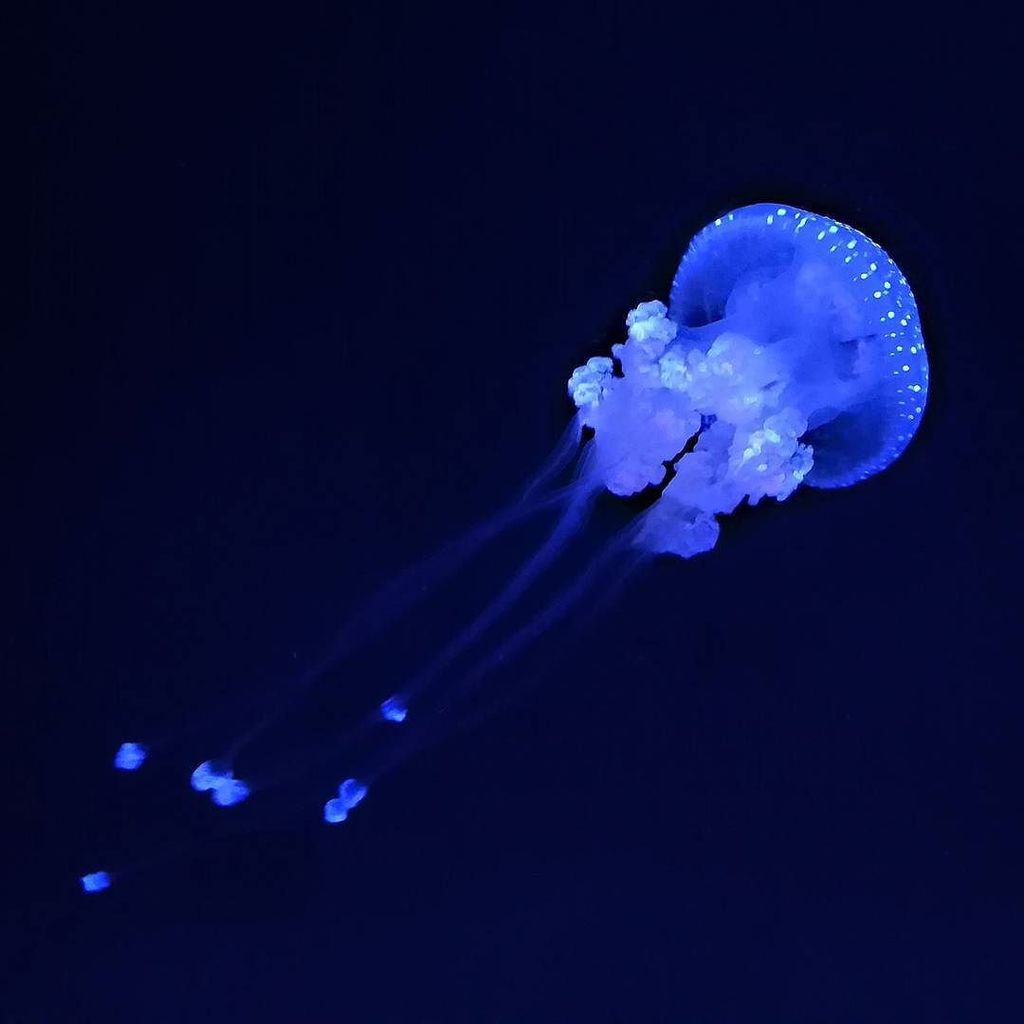 Jellyfish are so beautiful! Do you have a favorite kind?
#marinelife #ocean #Oceanobsessed #sealover #sealife #oce… ift.tt/2iXue6f