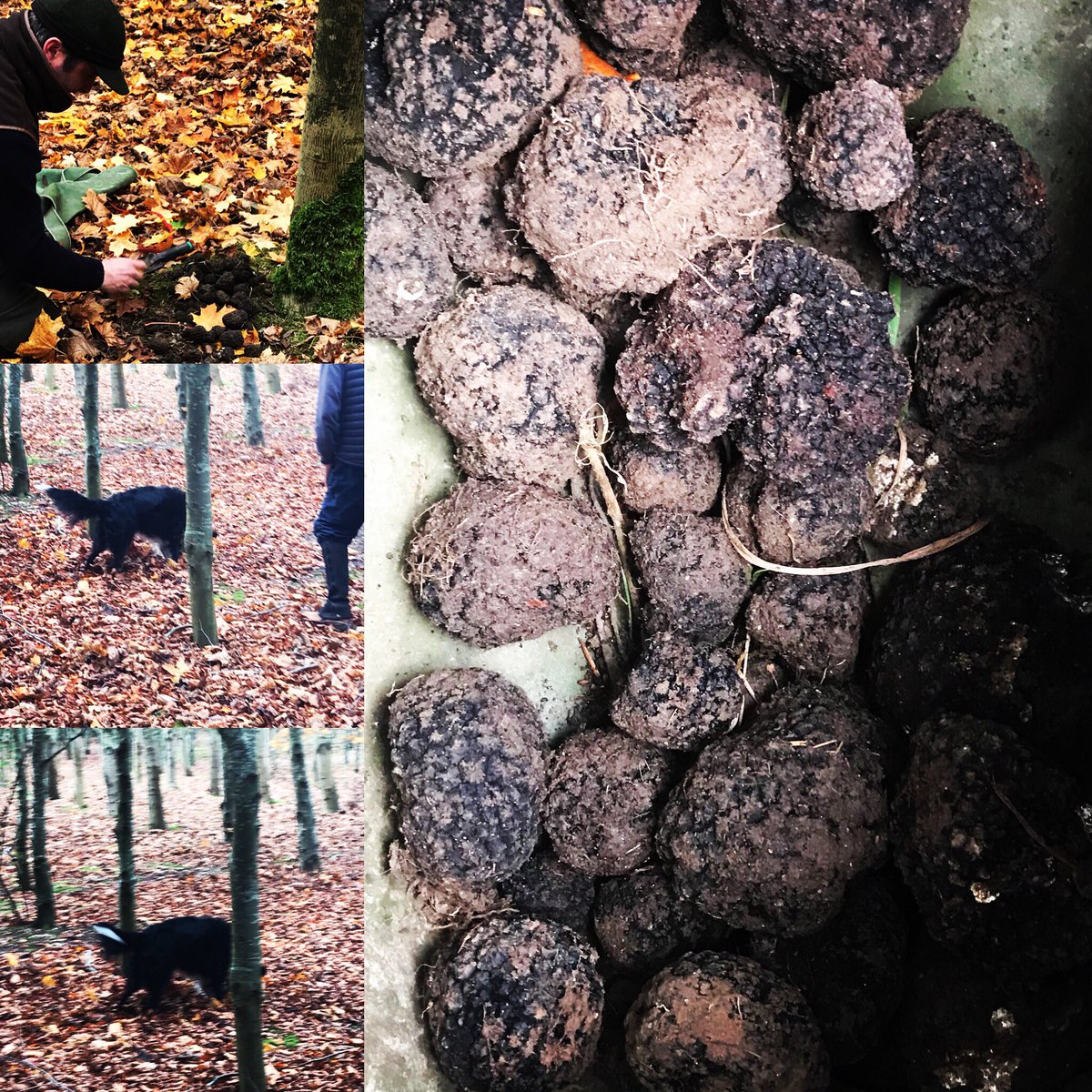 edney86's tweet photo. Great afternoon spend foraging for these littles beauties yesterday! #truffles #autumn🍁 #british #chefsofinstagram https://t.co/DKPgmiRHbj