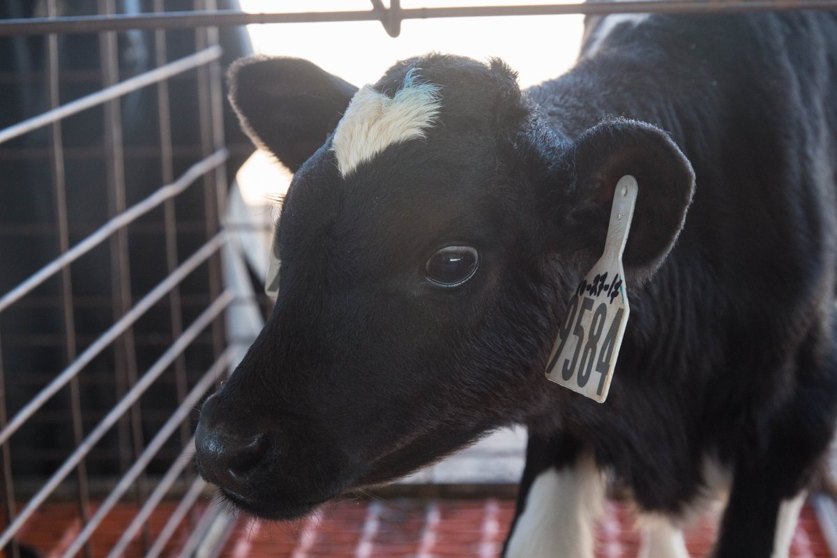 TyninFries's tweet photo. Big fan of spending the day taking pictures of cows. These little guys are from Kerr Family Dairy. https://t.co/cZjIgWxq8r